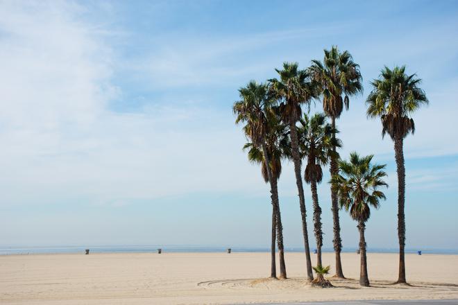 Santa Monica Beach in California with palm trees.