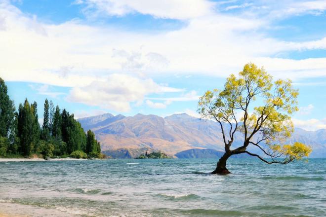 View of a tree in Lake Wanaka with mountains in the background