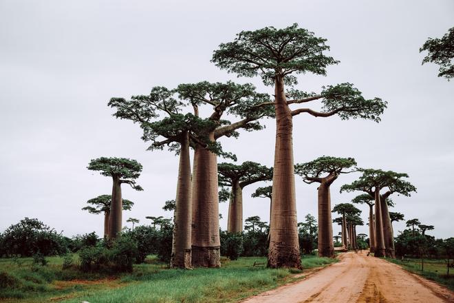  Baobabs in Madagascar.