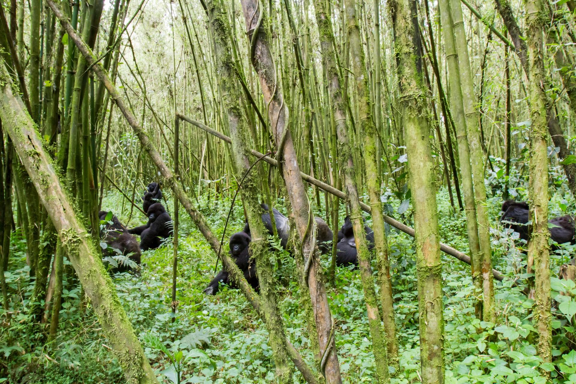 Wildlife in Parc National des Volcans