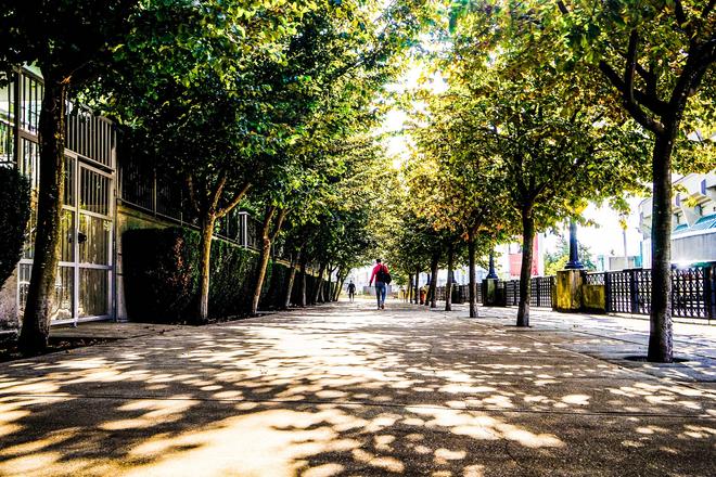 Vvancouver street with trees