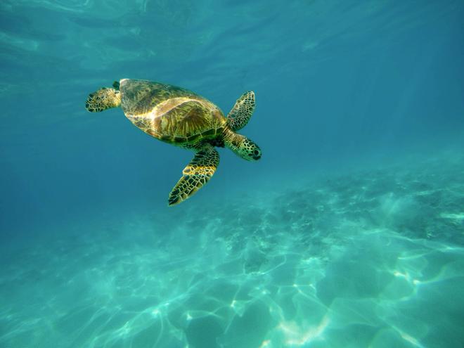 Hawaii, Oahu: sea turtle in the sea.