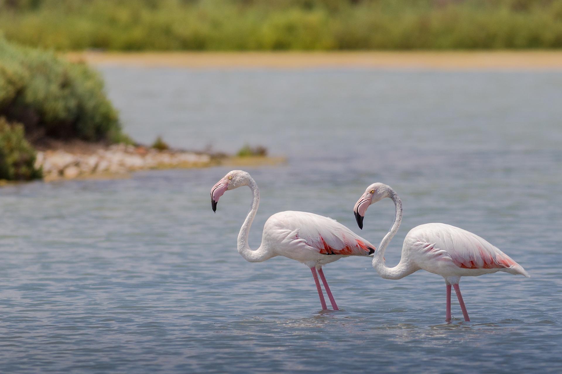 Mexico Yucatan: flamingos in the lake.