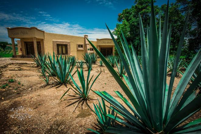 Mexico Yucatan: agave plants near a house.