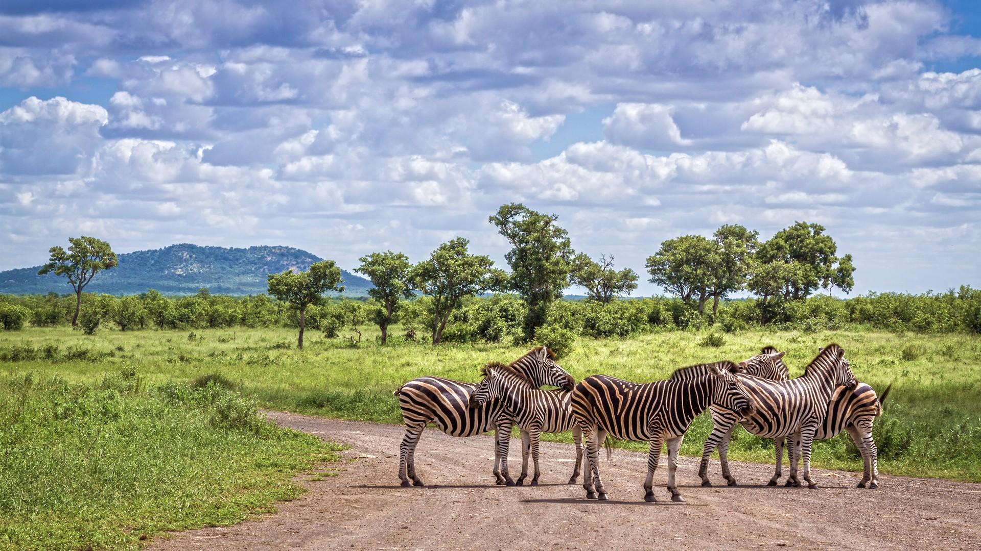 Wildlife in Kruger on a cloudy day