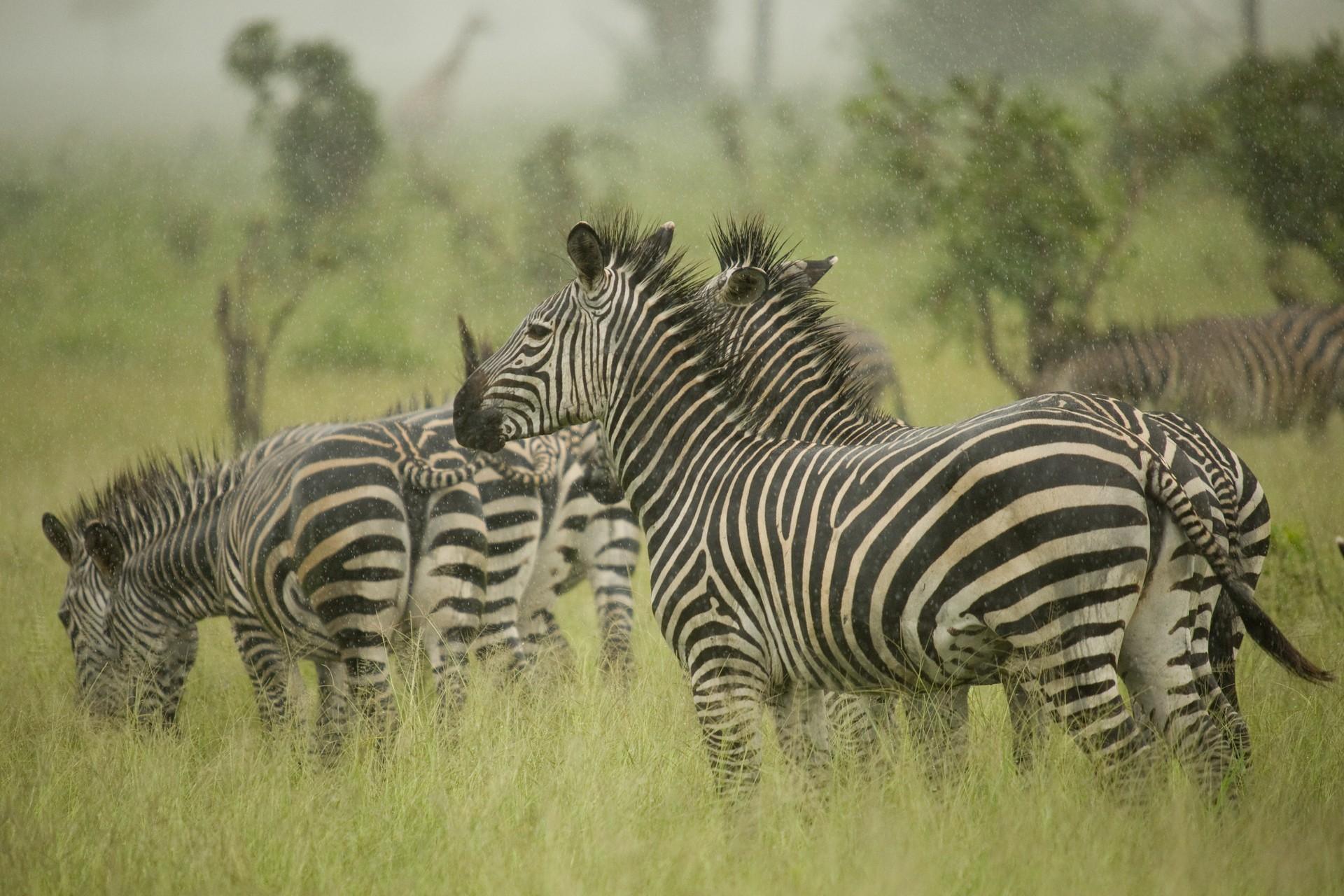 Wildlife in Mikumi