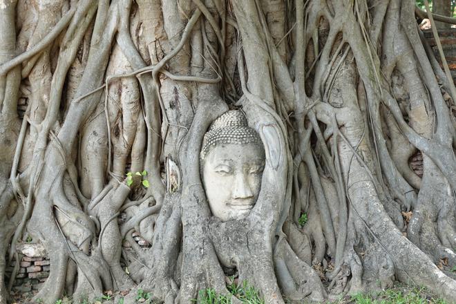 Ayutthaya Thailand: statue in a tree.