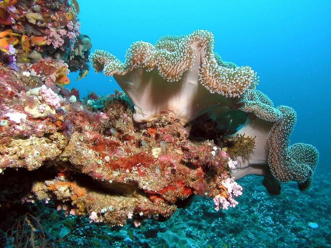 Underwater life in Maldives with coral reef and fish.