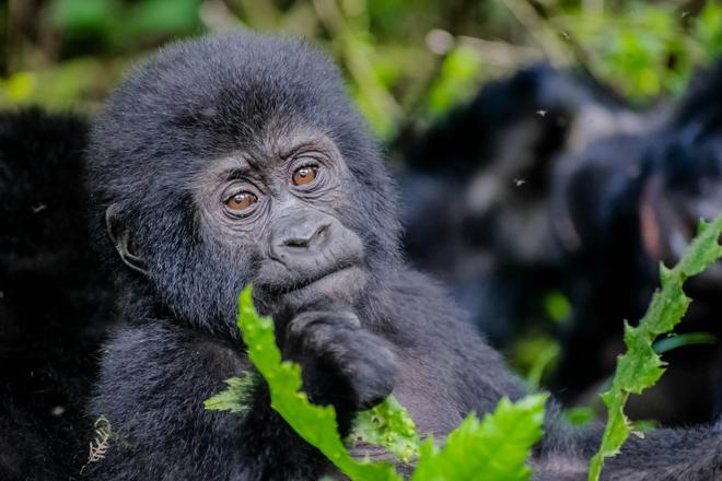 A mountain gorilla's cub