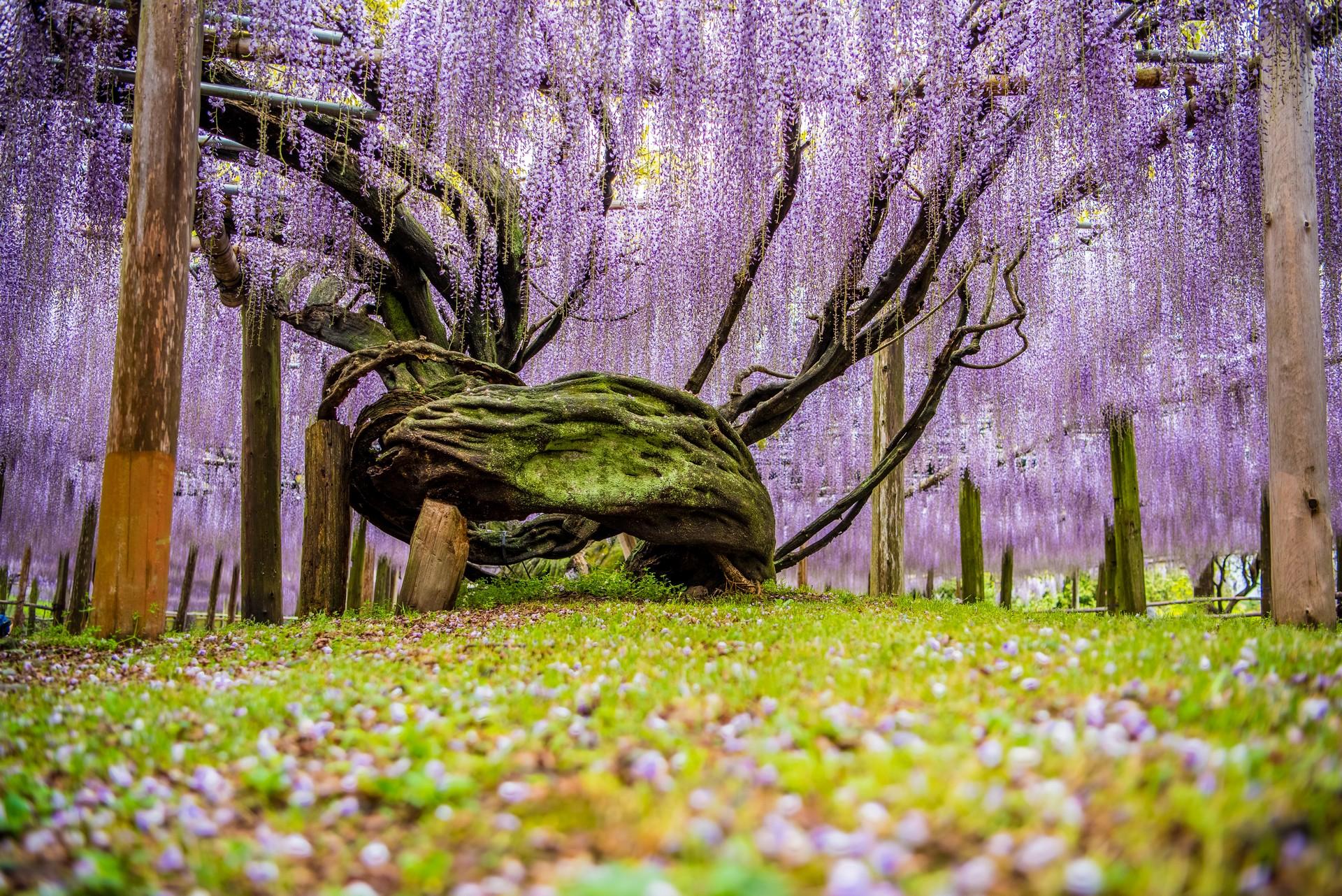 Countryside in Fukuoka