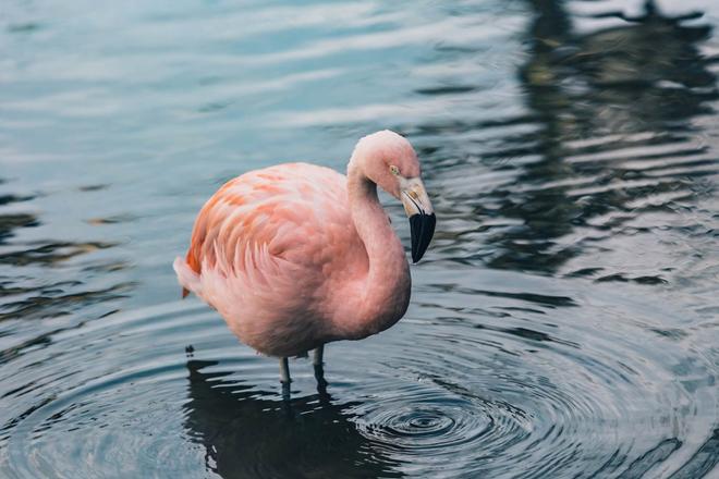 Pink flamingo standing in water