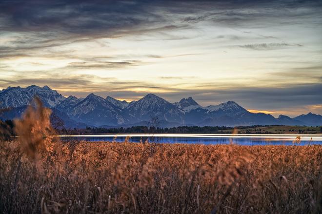 Lake Bannwaldsee in Germany with reeds in the foreground and Alps in the background.
