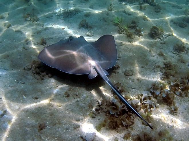 A stingray in the sea in Costa Rica.