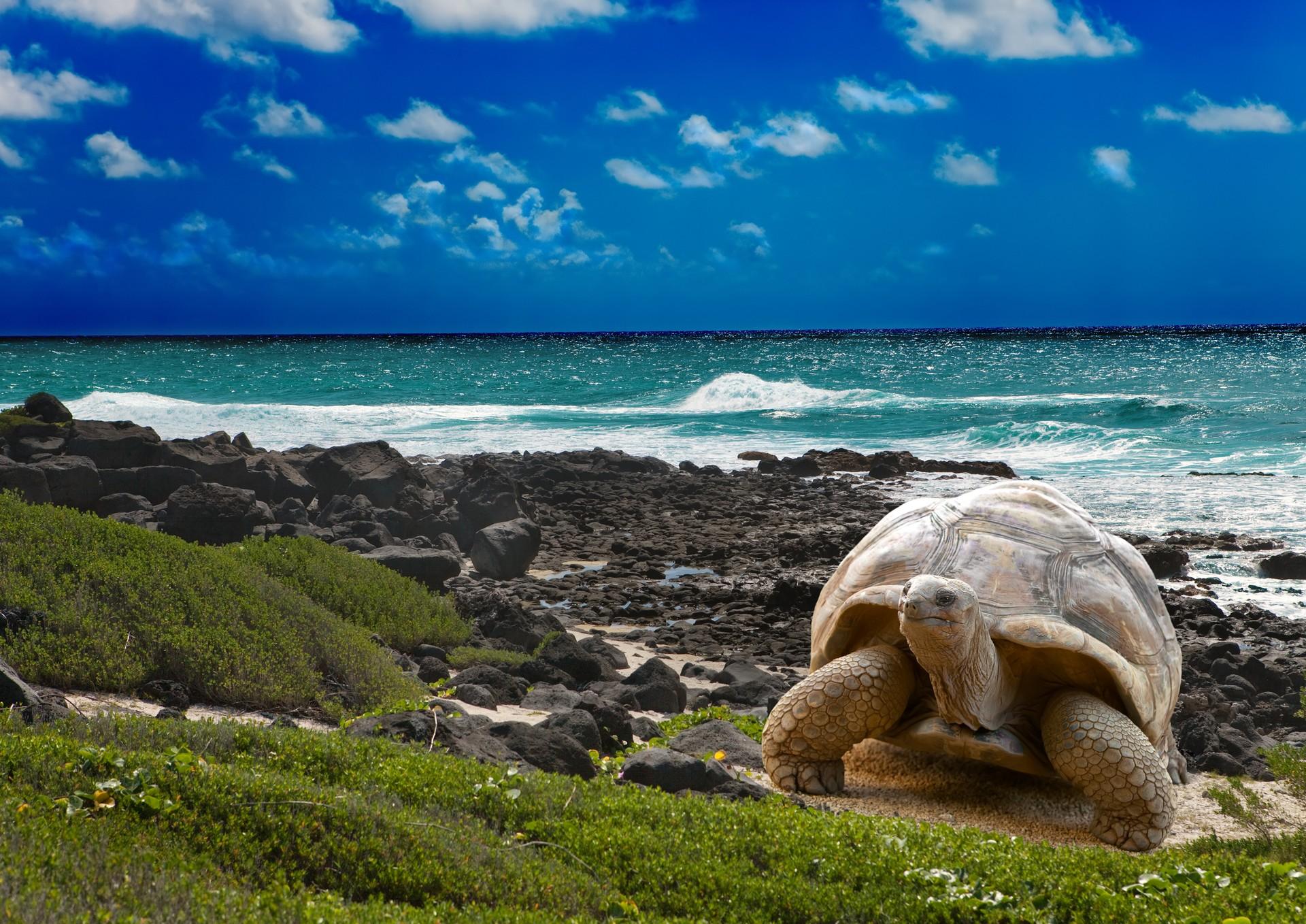 Beach and wildlife in Galápagos Province in sunny weather with few clouds