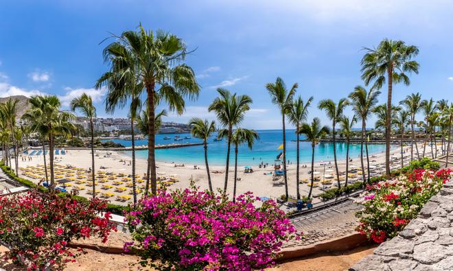 Canary Islands: palm trees and blooming flowers by the beach
