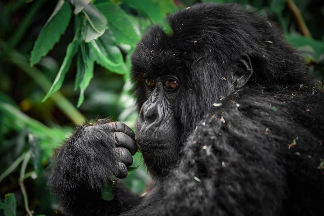 A mountain gorilla in a forest