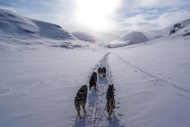 View of sled dogs running on a snowy landscape in Lapland