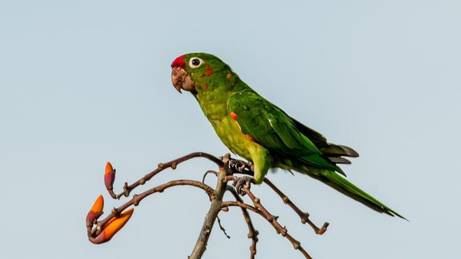 A parrot in a tree in Costa Rica.