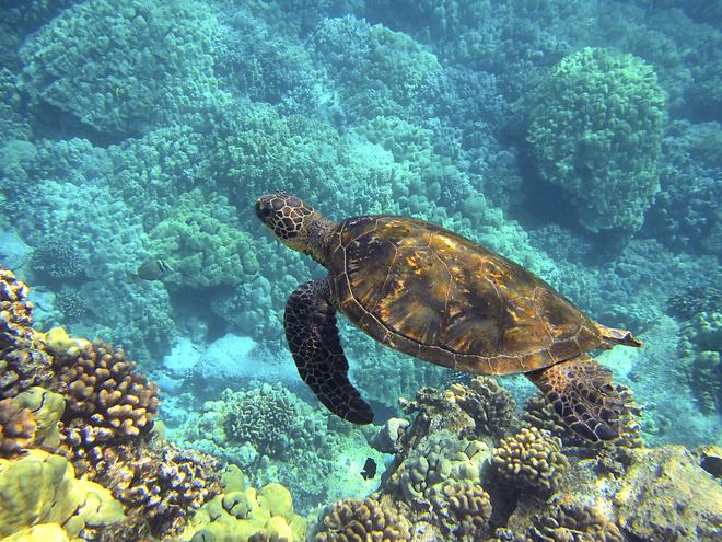 Sea turtle under water in Hawaii.