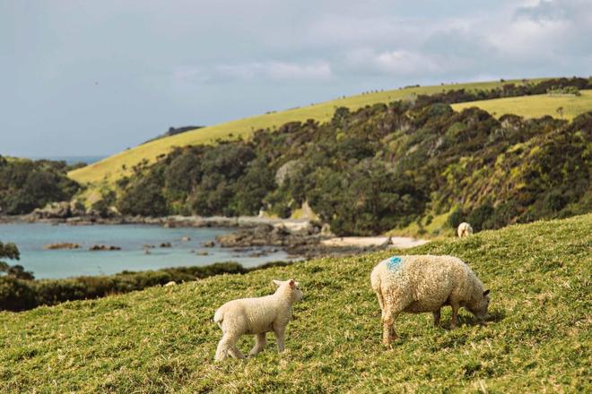 Sheep eating grass in the Tawharanui Regional Park