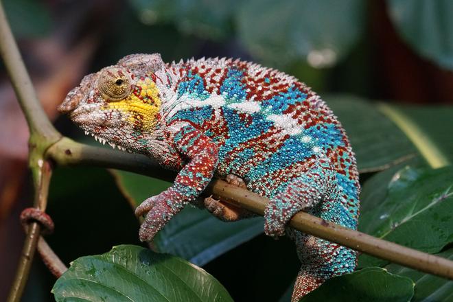 Madagascar: colourful chameleon on a branch.