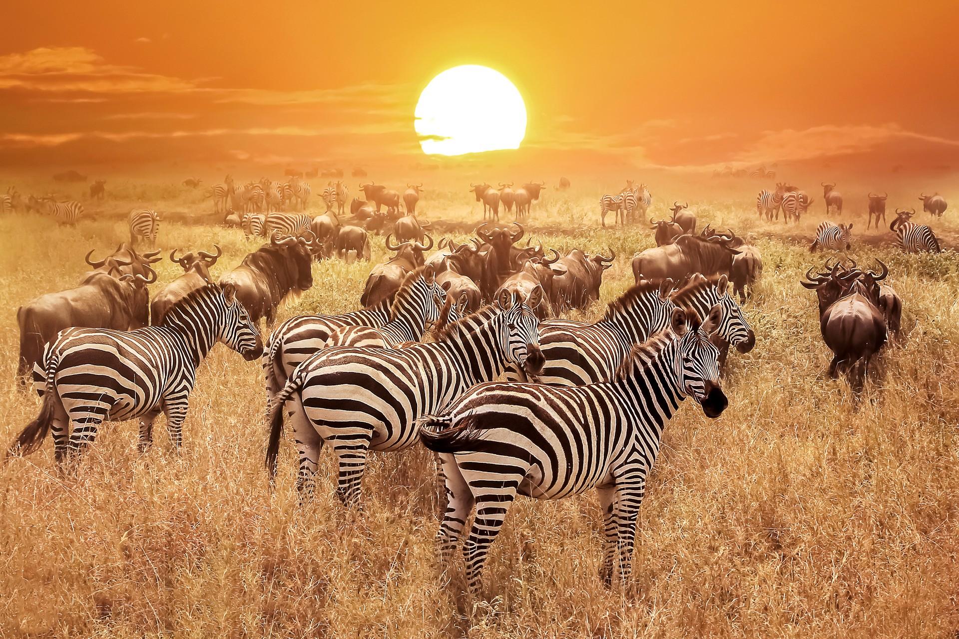 Wildlife in Serengeti at sunset time