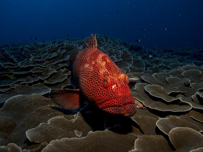 Red fish under the sea in Mozambique.