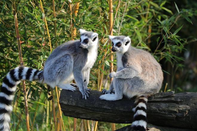 Two lemurs branch out in Madagascar.