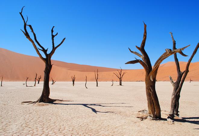 Desert with trees in Namibia.