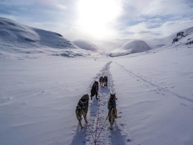Dog sledding in the snowy landscape of Sweden.