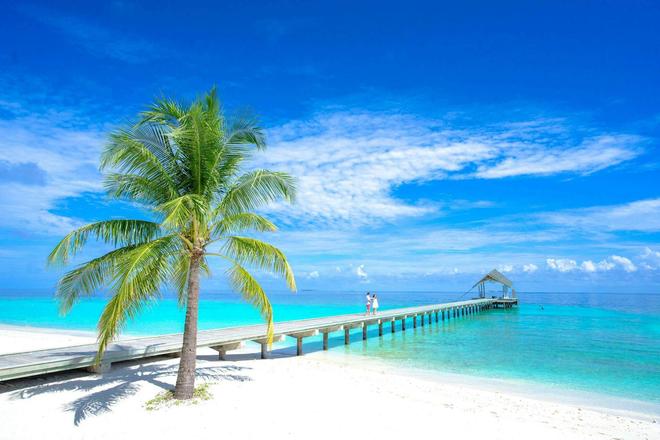 A palm tree on a beach with two people standing on a pier overlooking the sea