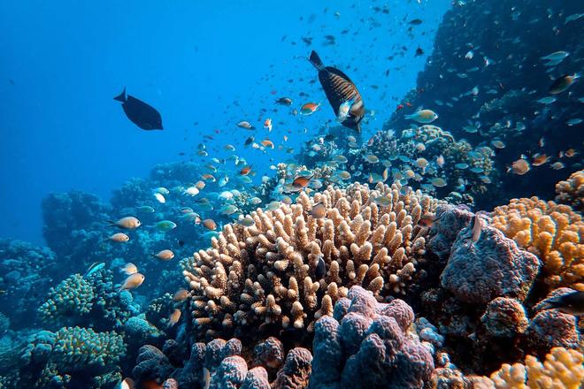 Australian corals and tropical fish