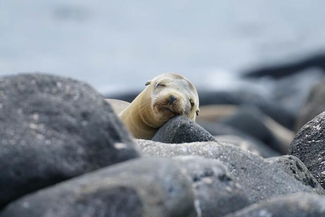 Young sea lion lying on rocks