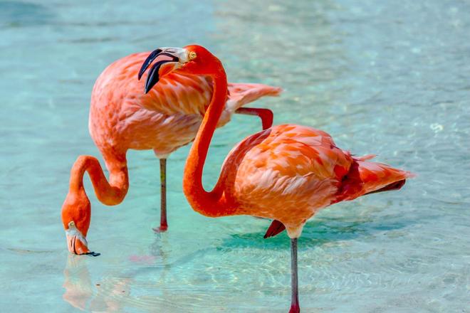 Flamingos in the sea in the Dominican Republic