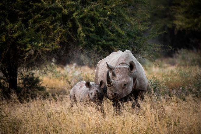 Rhinos in South African Kruger National Park