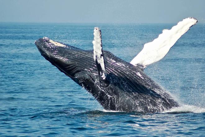 A whale emerging from the water