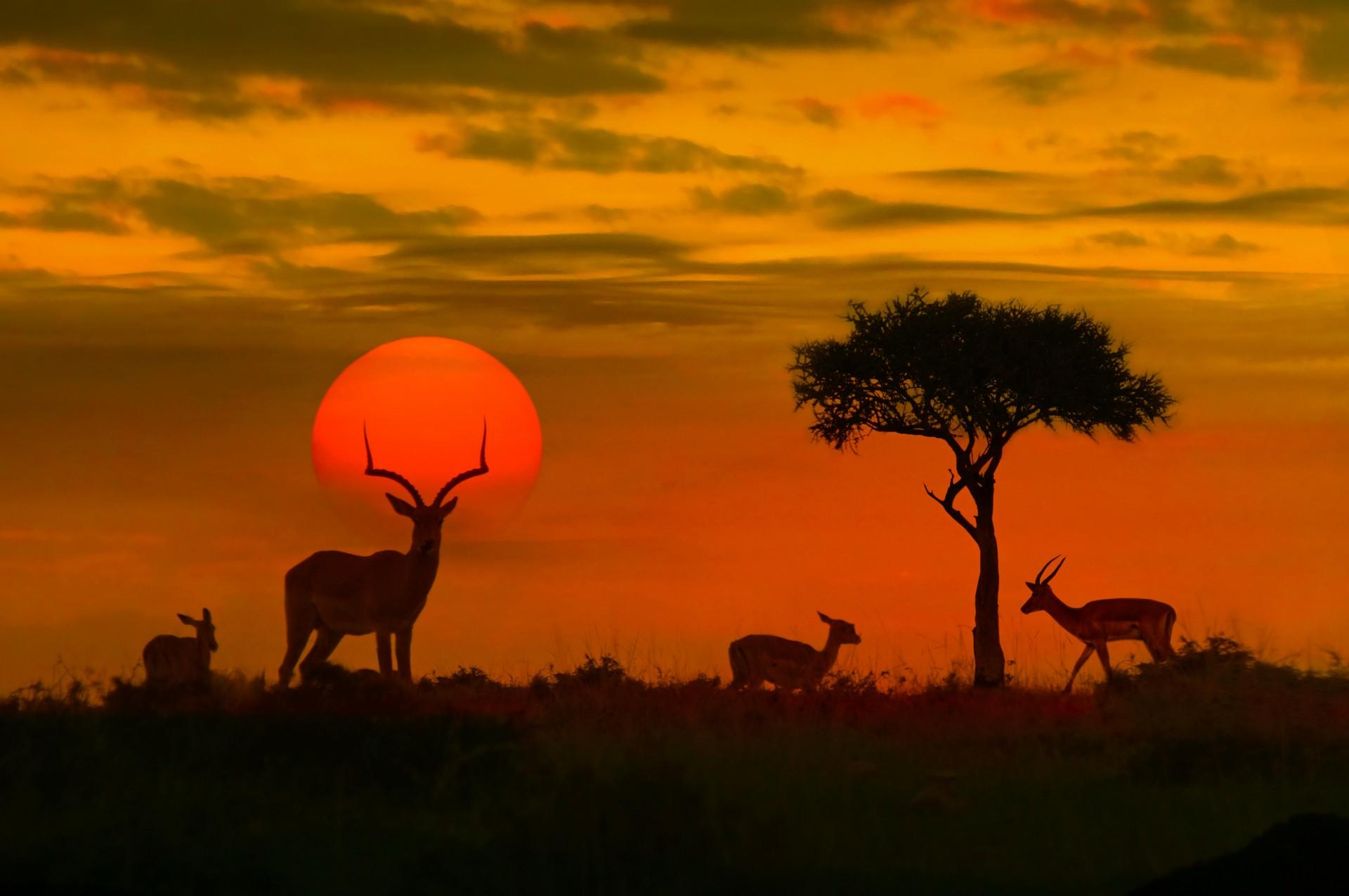 Wildlife in Kruger at sunset time