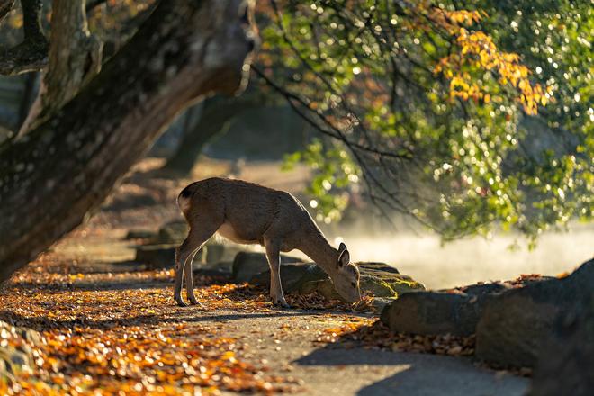 Deer in Nara. Japan.