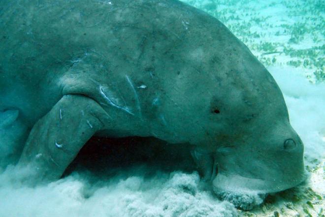 View of a dugong, a sea mammal