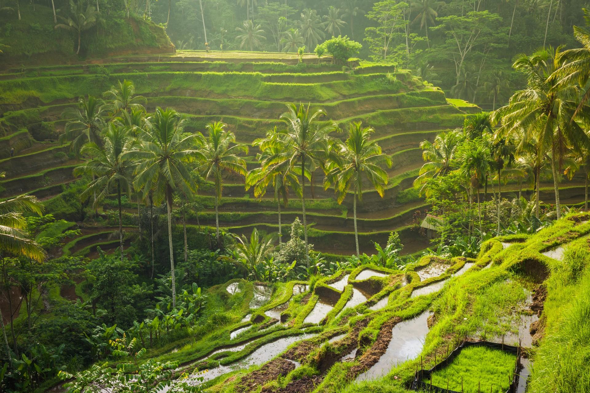 Countryside near Ubud