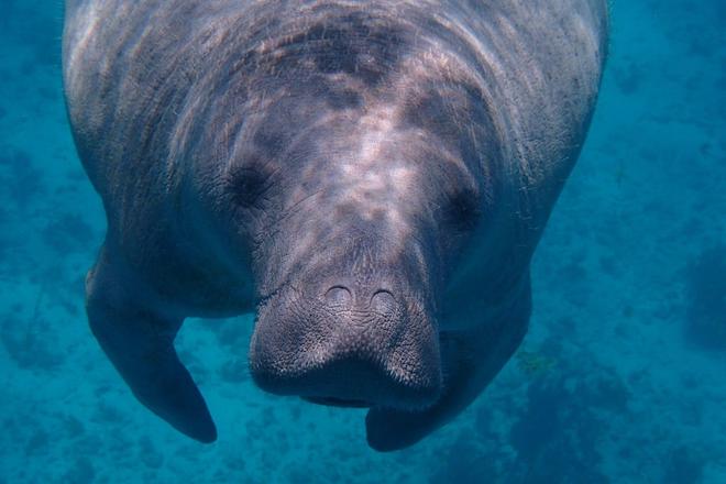 A cute manatee