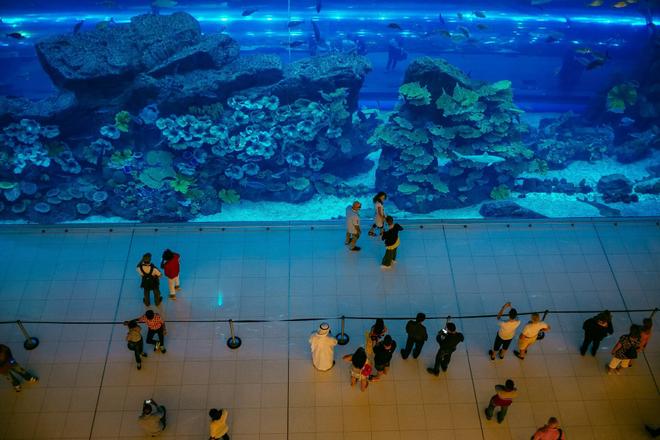 A large aquarium in the Dubai Mall
