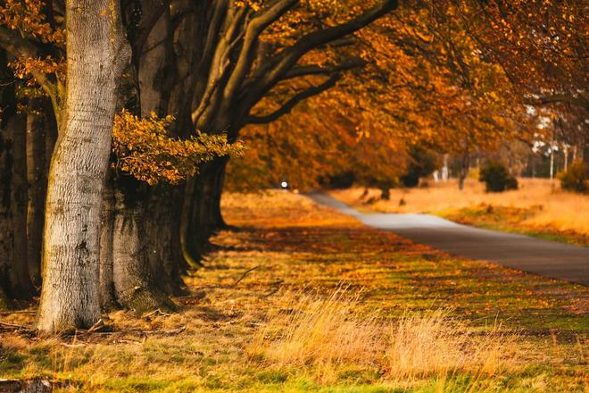 View of trees and a road in the De Hoge Veluwe National Park in fall