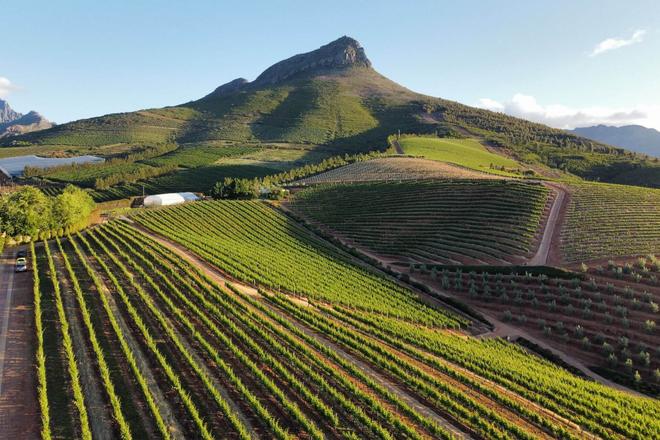 Vineyards of Cape Town, South Africa