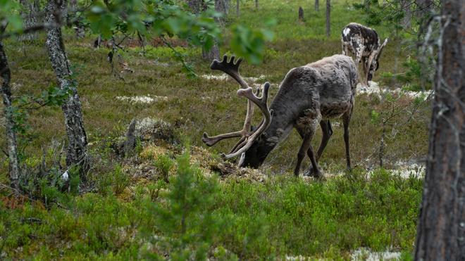 Grazing wild elk in Sweden.