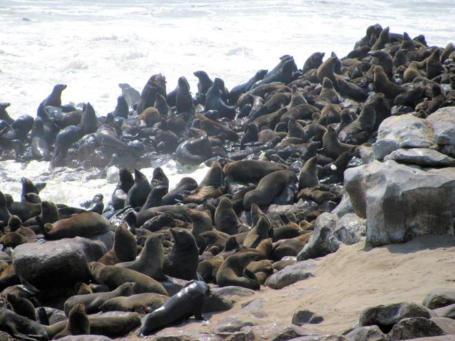 Colony of sea lions in Namibia.