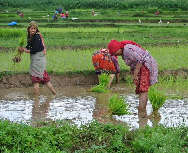 Nepalese women working in the muddy field.