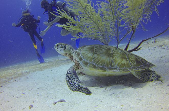 Sea turtle under the sea in Mexico.