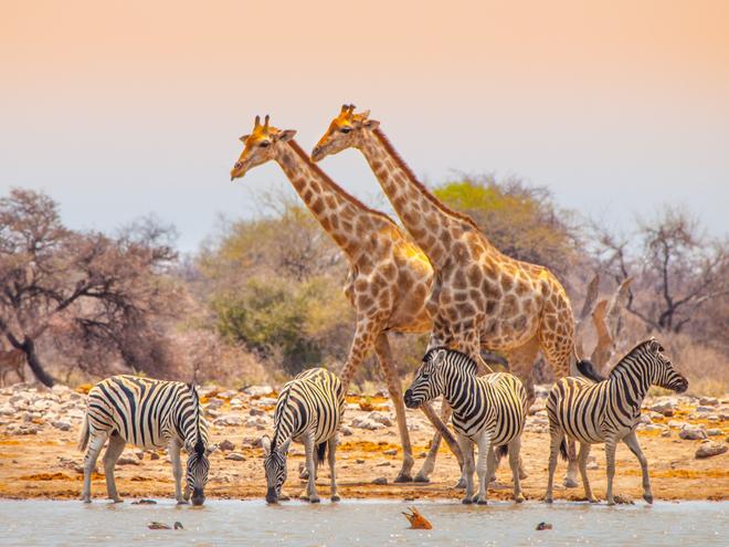 Giraffes and zebras in Namibia.