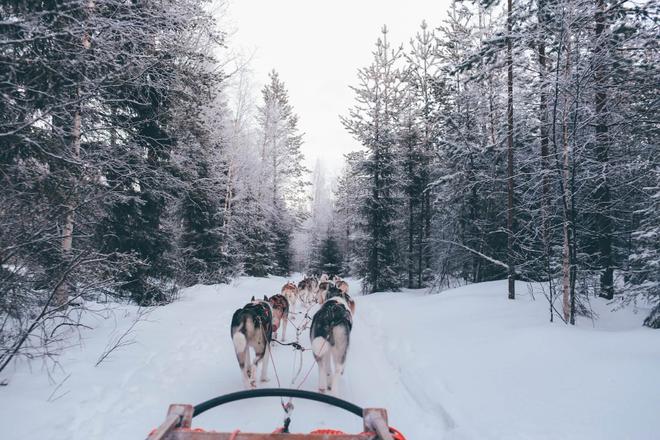 Sled dogs in the forest in Alaska
